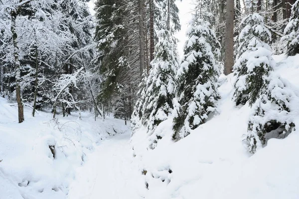 Winter Landscape Snow Czech Switzerland — Stock Photo, Image