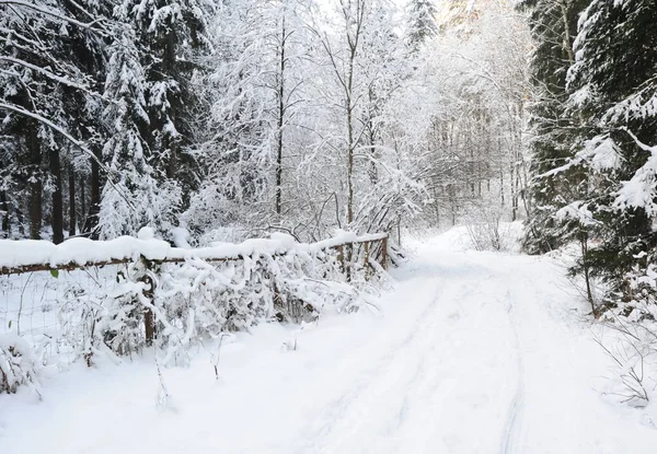 Winter Landscape Snow Czech Switzerland — Stock Photo, Image