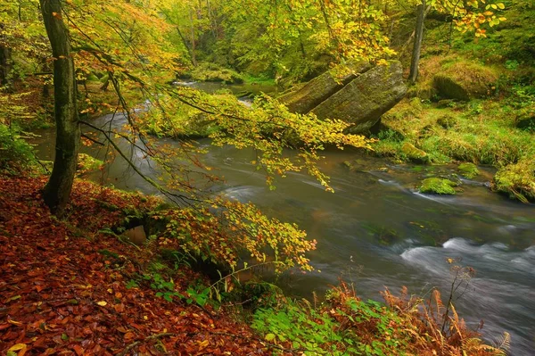 Ein Wunderschön Sauberer Fluss Fließt Durch Einen Bunten Herbstwald lizenzfreie Stockbilder