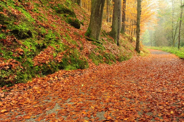 Осенняя Дорога Ведет Туманный Лес Опавшими Листьями — стоковое фото