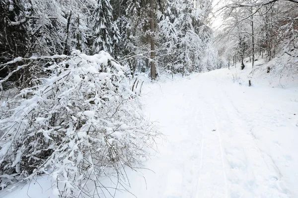 Paesaggio Invernale Con Neve Nella Svizzera Ceca — Foto Stock