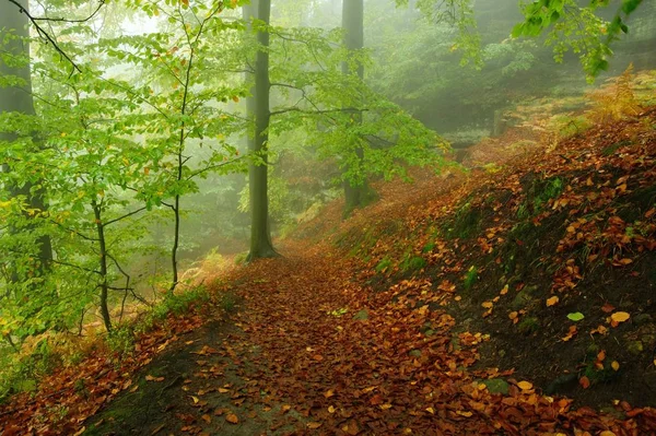 Красивый Красочный Осенний Лес Покрывающий Дождь — стоковое фото