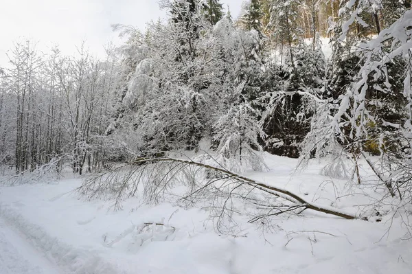 Paesaggio Invernale Con Neve Nella Svizzera Ceca — Foto Stock