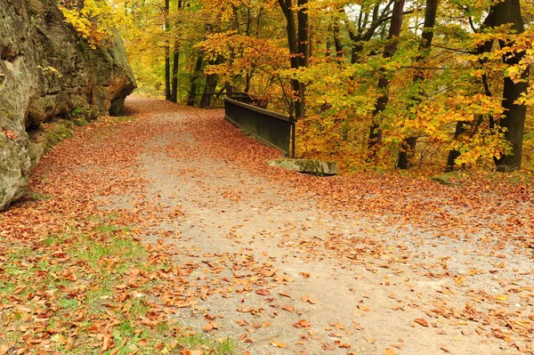 Autumn Road Leading Misty Forest Fallen Leaves — Stock Photo, Image