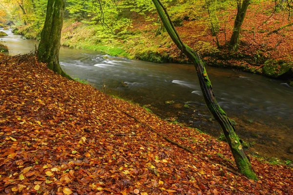 Fiume Splendidamente Pulito Che Scorre Attraverso Una Foresta Autunnale Colorata — Foto Stock