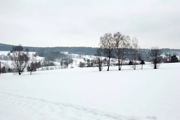 冬季霜冻雪景 树木繁茂 天空多云 — 图库照片