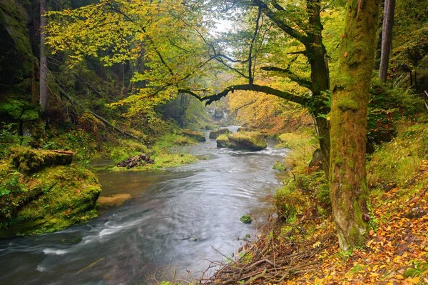 A beautifully clean river flowing through a colorful autumn forest