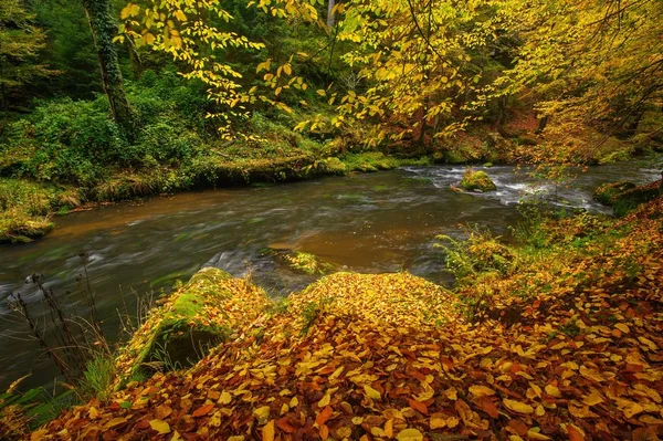 Beautifully Clean River Flowing Colorful Autumn Forest — Stock Photo, Image