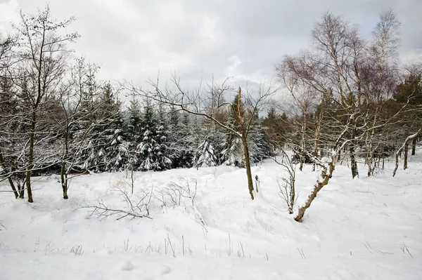 Winter Landscape Covered Snow Snow Clouds — Stock Photo, Image