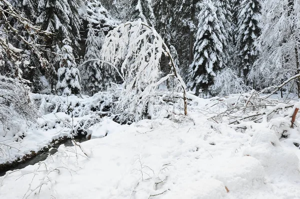 Winter Landscape Snow Czech Switzerland — Stock Photo, Image