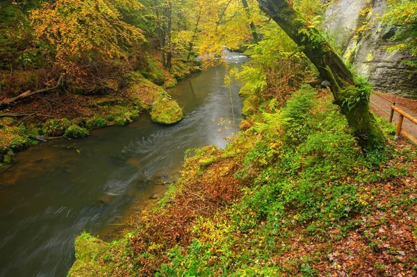 Een Prachtig Schone Rivier Die Door Een Kleurrijk Herfstbos Stroomt — Stockfoto