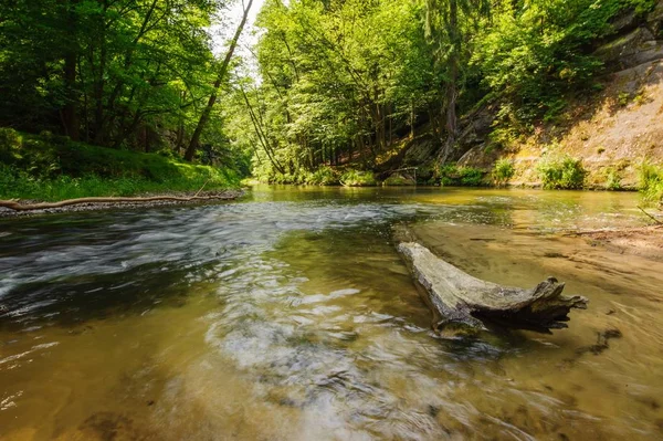 Güzel Temiz Kamenice Nehri Ormanda Kayalarda Akıyor — Stok fotoğraf