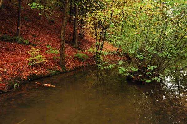 Dark swamp with trees and shrubs in deep forest