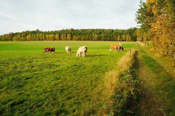 Paysage Coloré Automne Avec Forêts Collines Soleil Ciel — Photo