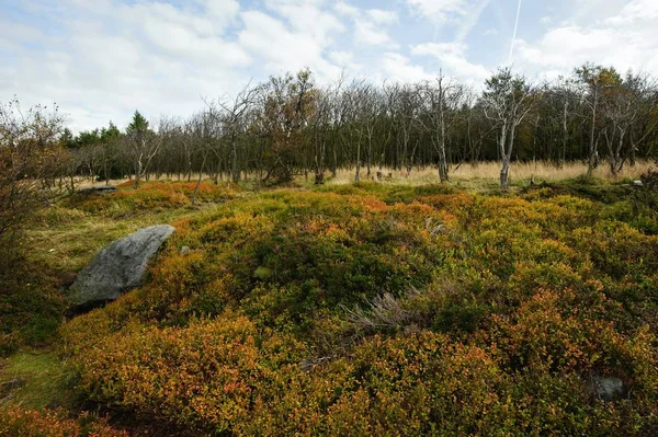 Paesaggio autunnale - tutto splendidamente colorato — Foto Stock