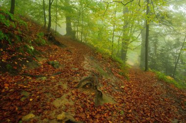 Sonbahar güzel renkli orman
