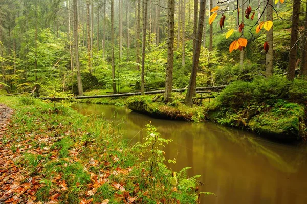 Een prachtig rivier stromend herfst bos — Stockfoto