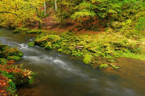 Een prachtig rivier stromend herfst bos — Stockfoto