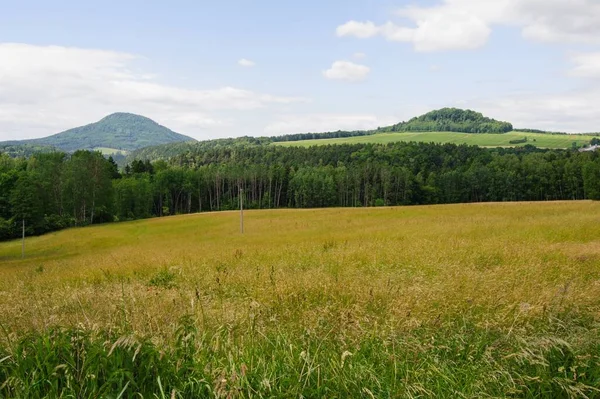 牧草地、木々や空と美しい緑の風景 — ストック写真