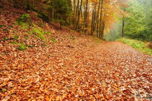 Autumn road with leaves — Stock Photo, Image
