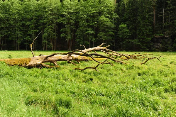 Bellissimi prati verdi estivi con bosco ed erba — Foto Stock
