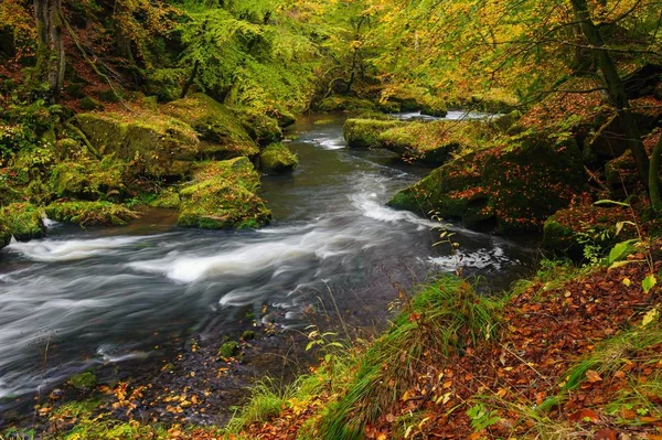 Bir güzel nehir akan Sonbahar Ormanı — Stok fotoğraf