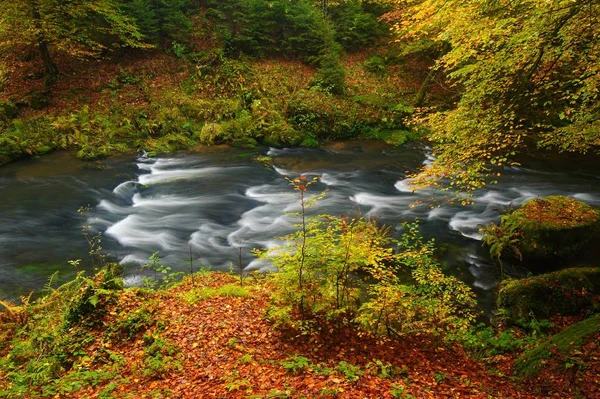 Un bellissimo fiume che scorre foresta autunnale — Foto Stock