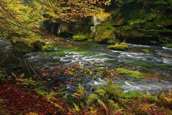 En smuk flod strømmer efteråret skov Stock-billede