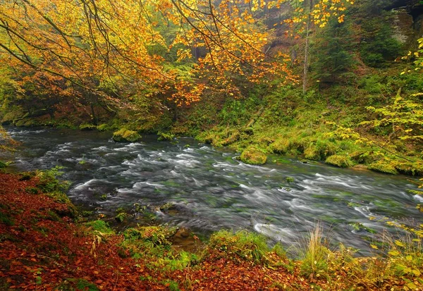 A beautifully river flowing autumn forest — Stock Photo, Image
