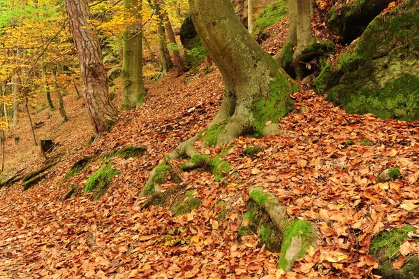 Forêt d'automne avec feuilles — Photo