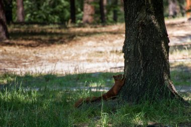 Kızıl sincap ağaç gövdesi saklanıyor