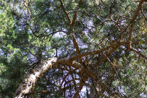 Küçük sincap bakarak aşağı yüksekliği. Çam ormanı