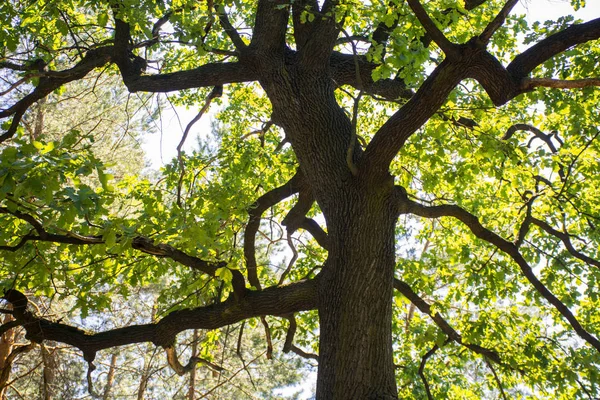 Büyük yeşil ağaç güneş ışığı arkaplan altında