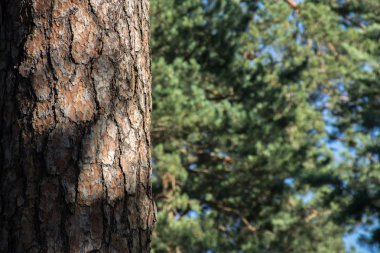 Çam ağaç kabuğu doku yeşil arka plan