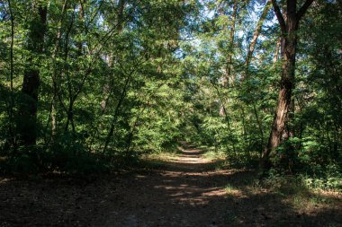 Orman yaz zamanında yolu yürüyüş