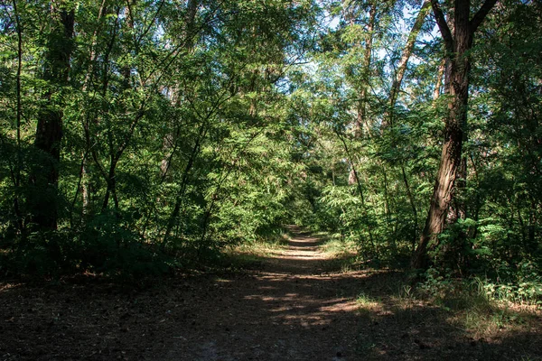 Orman yaz zamanında yolu yürüyüş