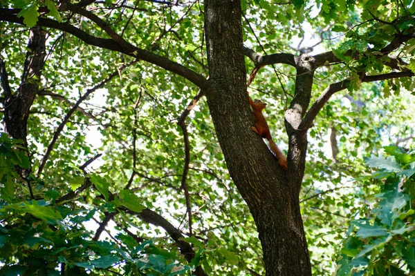 Ağaçtaki kırmızı sincap