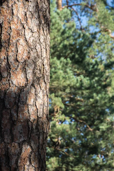 Çam ağacı kabuğu doku yeşil dallar arka plan