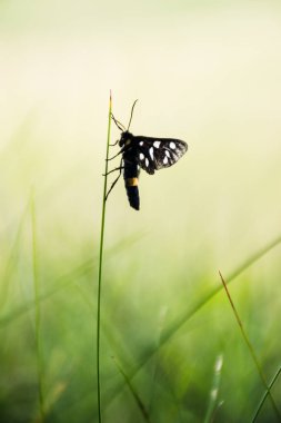 Syntomis Phegea, dokuz benekli güve yeşil çim yakın çekim