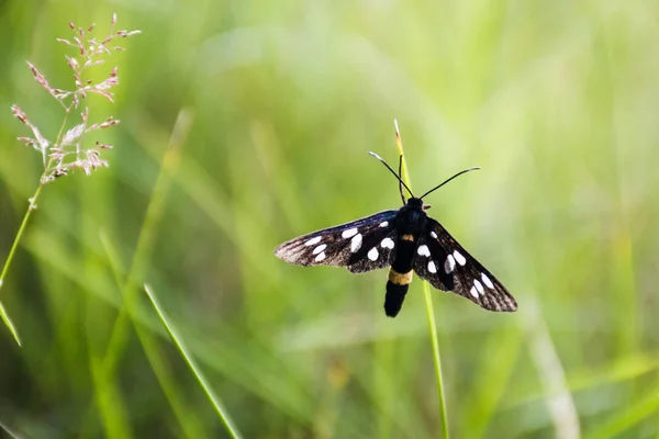 Amata Phegea Nine Spotted Moth Podillya Ukraine — Stock Photo, Image