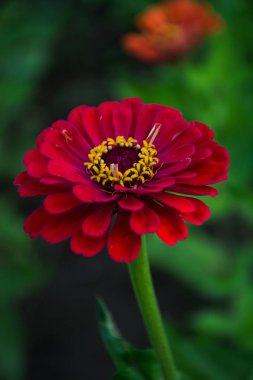 Kırmızı Zinnia çiçeği çiçek açan, yakın çekim