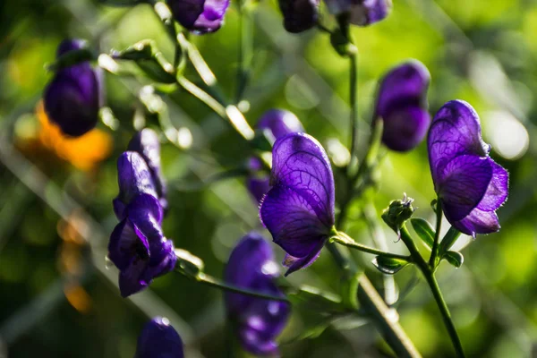 Tojad Mocny Aconitum Napellus Kwiaty — Zdjęcie stockowe