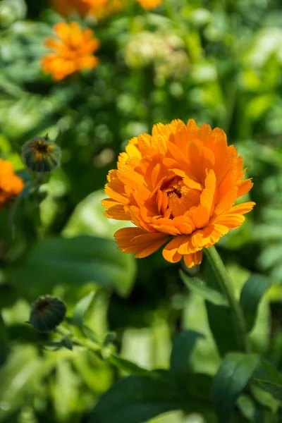 Calendula Virág Kertben — Stock Fotó