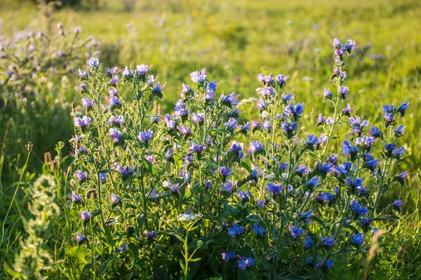 Echium Plantagineum Viper Bugloss Paterson Curse Blue Flowers Meadow — Stock Photo, Image