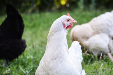 Siyah ve beyaz tavuklar arasında beyaz tavuk