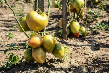 Ev yapımı domates sebze bahçesi olgunlaşma 