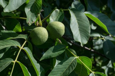 Ağaçta yeşil ceviz