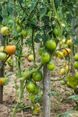 Bahçe sebze yakın çekim yeşil domates 