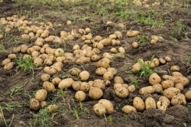 Yerdeki taze patatesler 