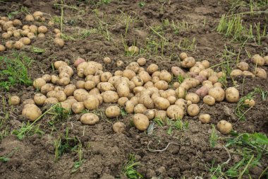 taze organik patates kazdık